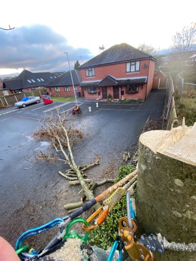 Ash Tree Removal 