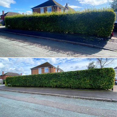 Beech Hedge Tidy Up