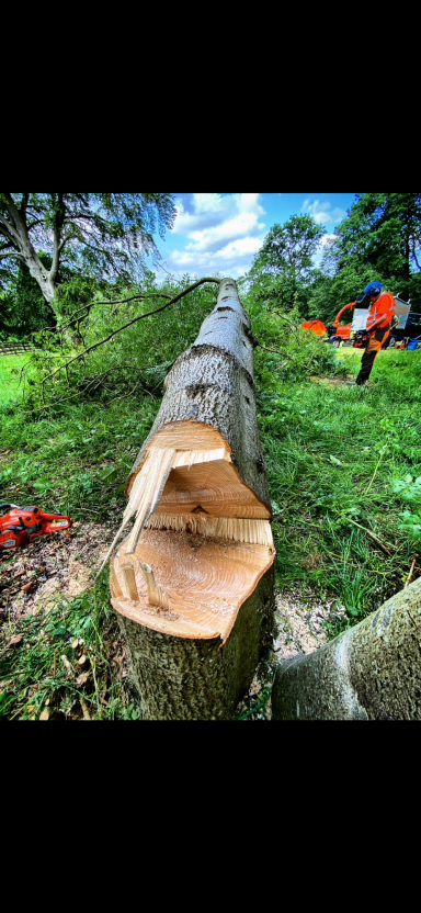 Felling - Dogs Tooth Cut